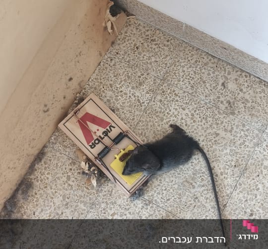 עכבר מת במלכודת על רצפה מלוכלכת